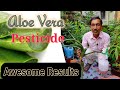 Prepare Best Pesticide from Aloe Vera and see the Massive Results