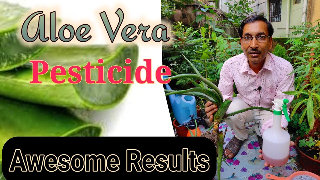 Prepare Best Pesticide from Aloe Vera and see the Massive Results - YouTube