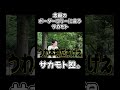 念願のボーダーコリーに会うサカモト #youtubeshorts #サカモト #shorts