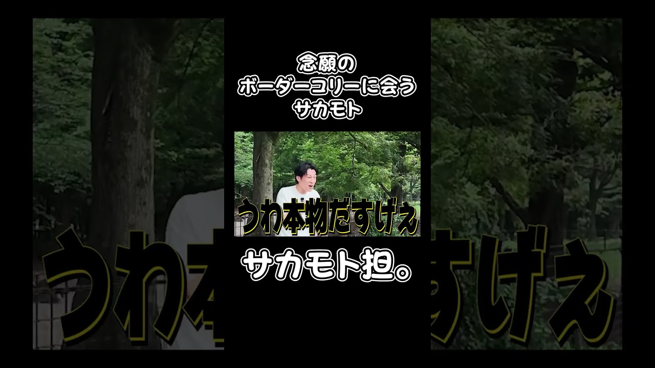 念願のボーダーコリーに会うサカモト #youtubeshorts #サカモト #shorts