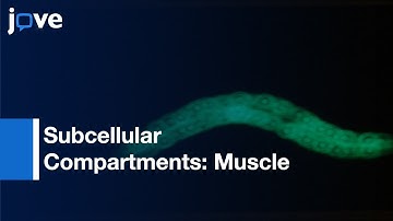 Methods To Assess Subcellular Compartments Of Muscle In C. Elegans l Protocol Preview