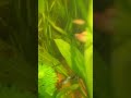 Please like and subscribe #shorts #shortvideo #goldenbloom #fishtank