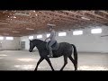 Course with marius schneider warsaw april 2017 academic art of riding