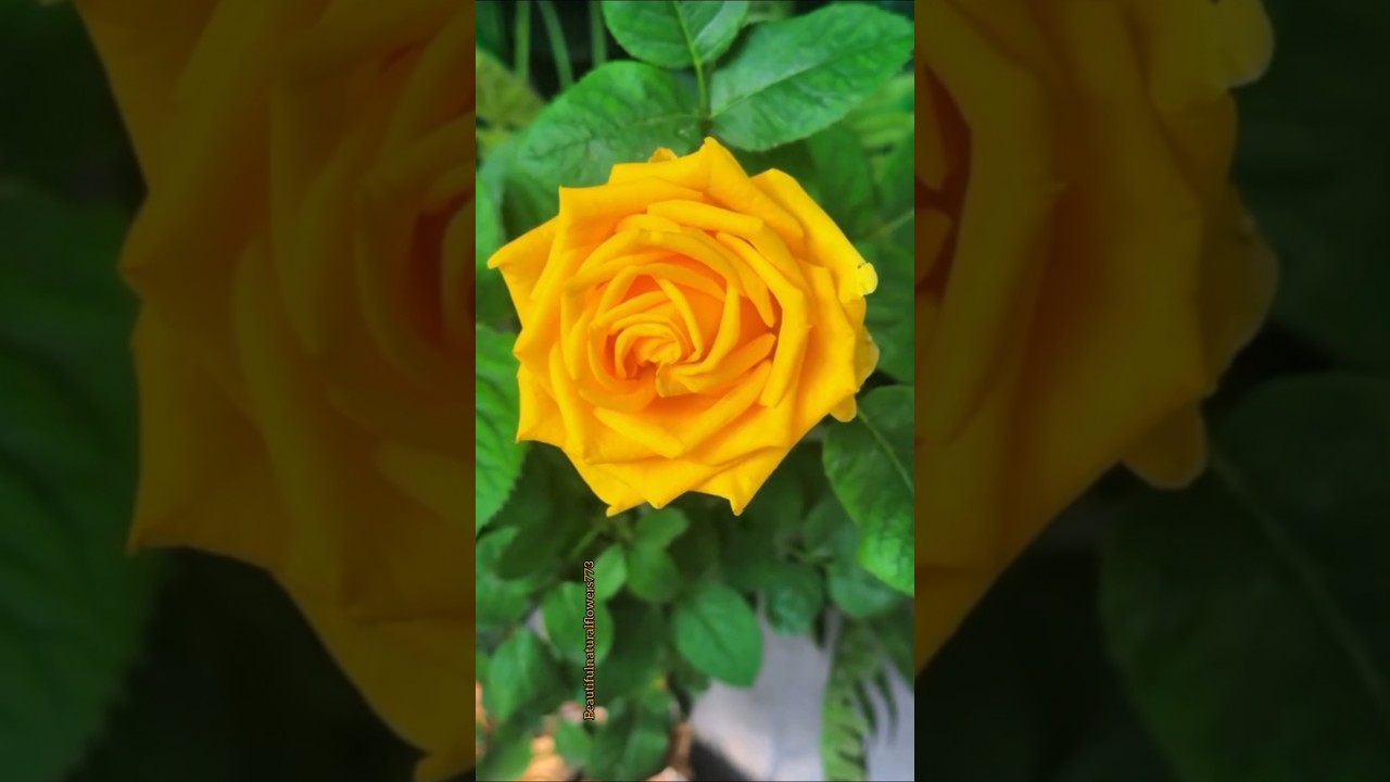 Most Beautiful Yellow Roses 