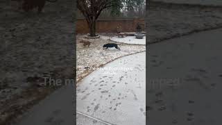 From Absolutely Not To Snow Zoomies In Less Than 30 Seconds