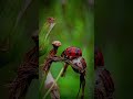 Ladybugs