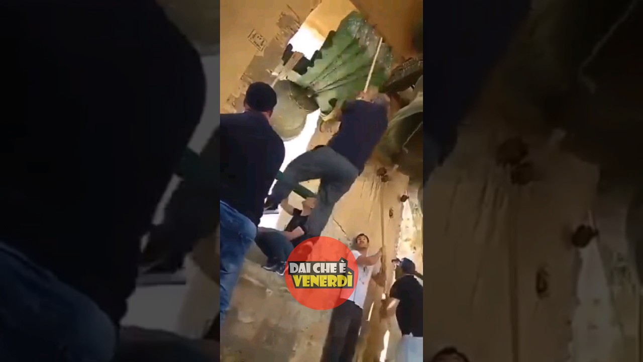 Campanaro acrobata viene tirato in cima alla campana