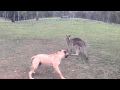 Dog And Kangaroo Play Tag