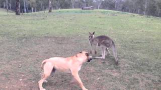 Dog And Kangaroo Play Tag