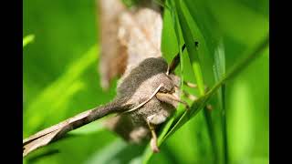 Deslocado  Napa  Sped Up  Pitched