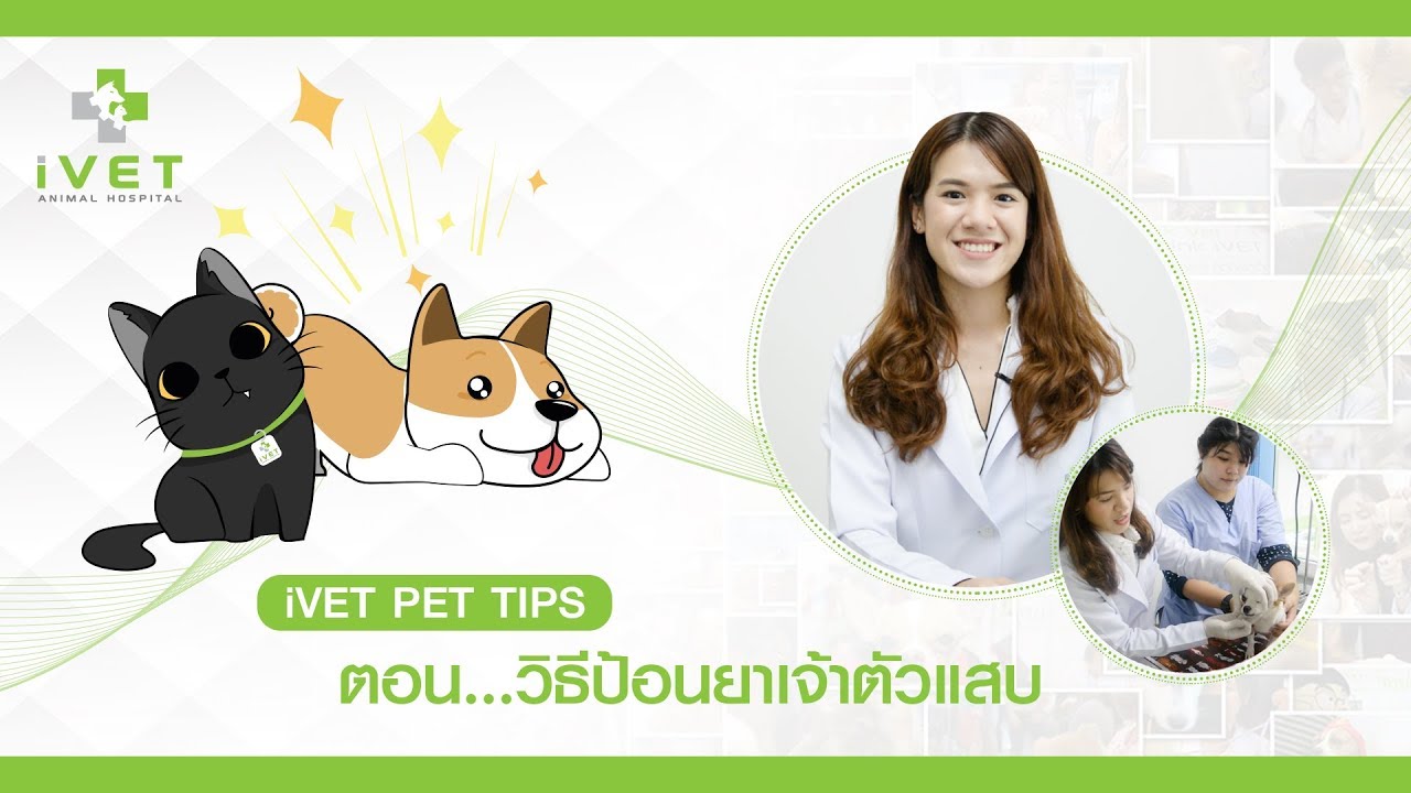 iVet Pet Tips ป้อนยาเจ้าตัวแสบ YouTube