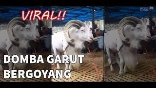 Lagi Viral!! Domba Garut Joged Goyang Mantap