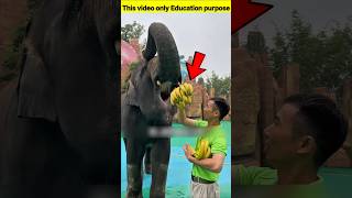 Smartest animals in the world elephant 🐘#facts #hindifacts #mustwatch #crazyfacts #wowfacts