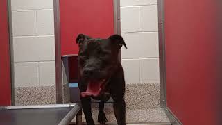 Midnight 4y A821010 kennel 68 pod 3 PACC shelter new guy 2 me didn't want 2 overwhelm him20250730512