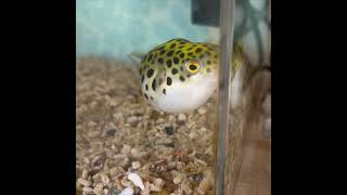 ミドリフグの家 Green spotted pufferfish, My House