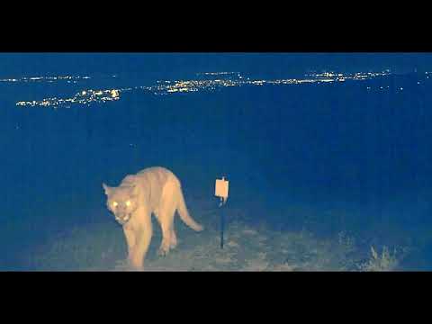 Yawning puma Yawning puma