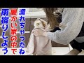 雨でびしょ濡れになった三毛猫家族をタオルで拭いて雨宿りしてもらいました！[三毛母猫と子猫]