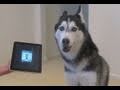 Husky dog sings with ipad  better than bieber now on itunes