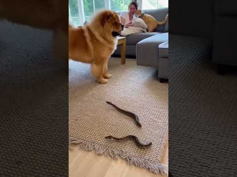 Dog Playing with Cat #cat #dog #mouse #shorts