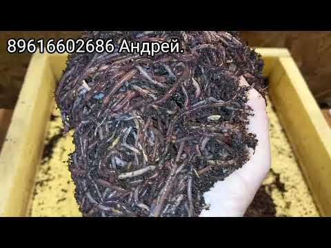 ❗❗❗Технология по выращиванию калифорнийского червя ❗