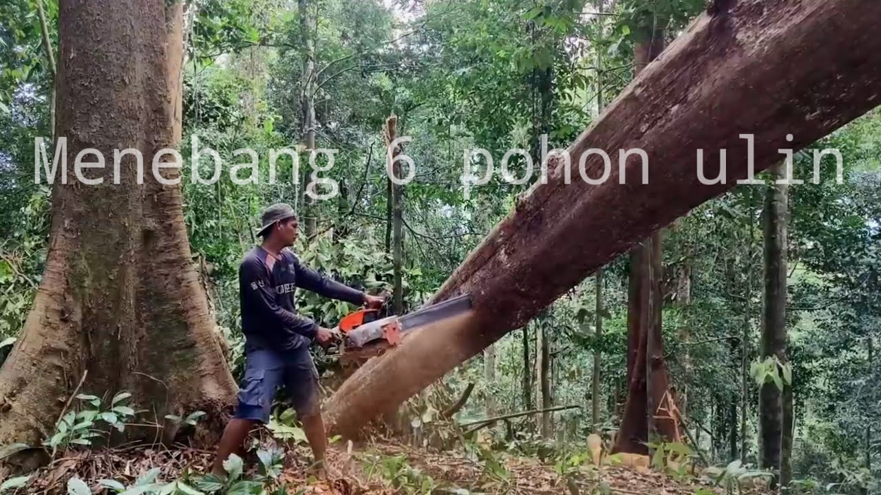 Menebang 6 pohon ulin berb4h4y4..!! Penebangan tradisional kalimantan