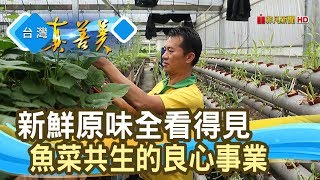 “魚菜共生”良心事業│思原魚菜共生農場│【台灣真善美】2020.01.12