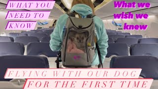 What it’s like flying with your dog | South West dog experience