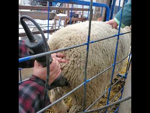 Video: Panggilan Untuk Ewe-nyalakan Di 'Running Of The Sheep' N.Z