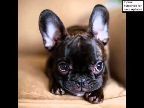 french bulldog village rescue