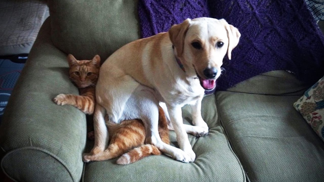 Labrador Puppies Funny Compilation - Best of 2019 - YouTube
