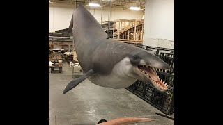 Basilosaurus Roar Test
