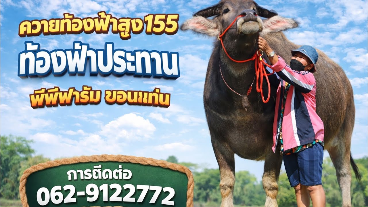 💥ควายแม่155ท้องฟ้าประทาน,2ได้3📍062-9122772พีพีฟาร์ม อ.เมือง จ.ขอนแก่น