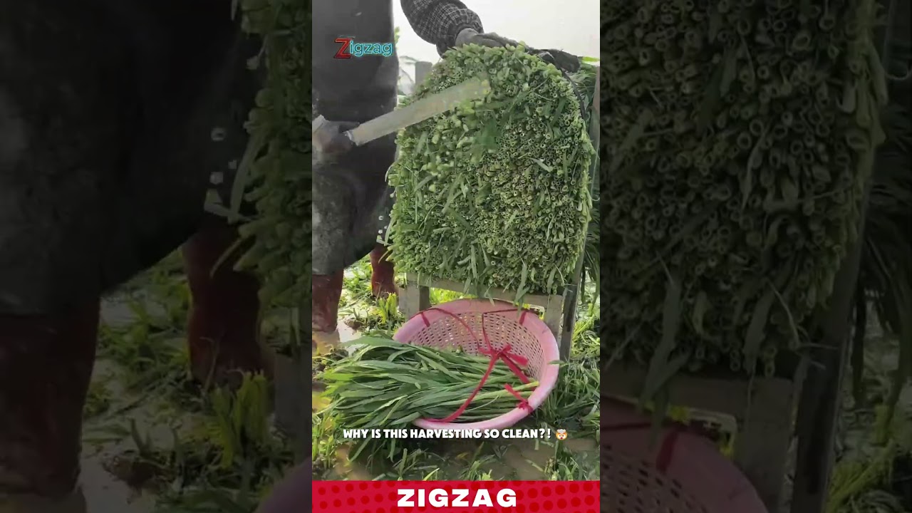 Sharp & Practical Curved Sickle for Fast Harvesting and Trimming in Wet Farming Fields