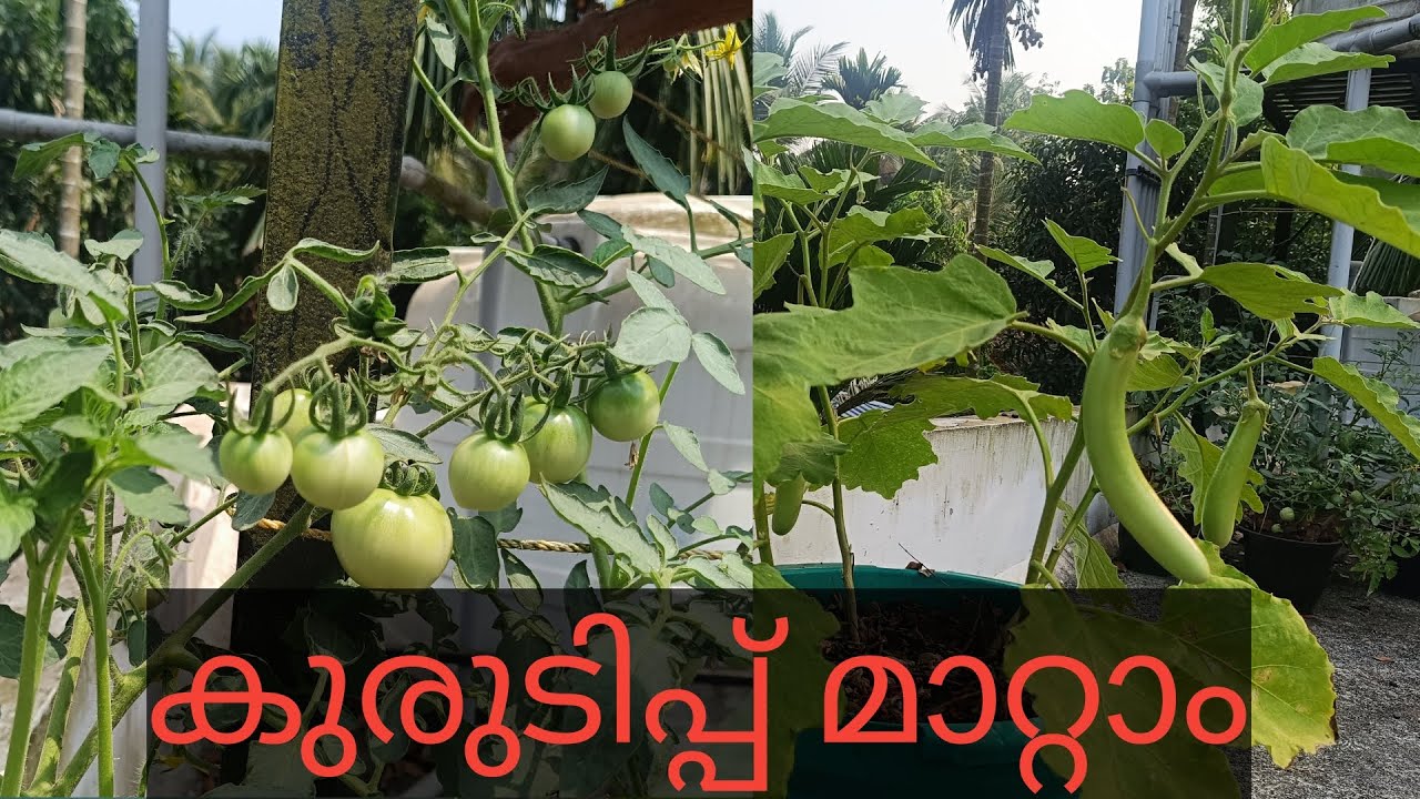 പച്ചക്കറിത്തൈകളിലെ കുരുടിപ്പ് മാറ്റാനുള്ള വിദ്യ പറഞ്ഞു തരാം 🌿🍀😍#sangeethavivek #letsenjoy #nature