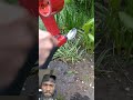 Garden hacks "modified water jug"