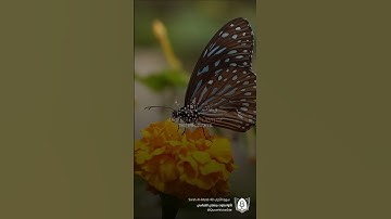 #تلاوة من #سورة_الأحزاب بصوت #مشاري_العفاسي #قرآن #قرآن_كريم #آيات #استغفرالله #الحمدلله #quran