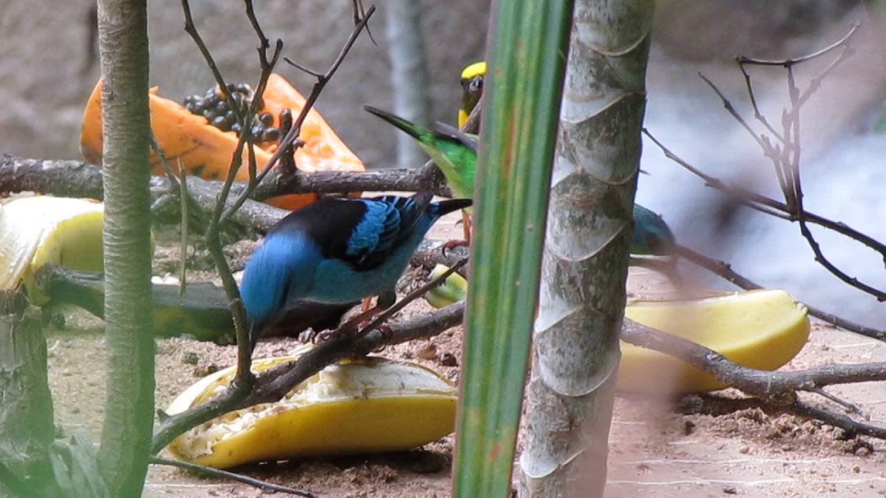 como-atrair-p-ssaros-no-quintal-4-youtube