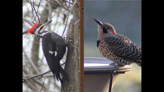 Persistent Pileated Woodpecker on Tree, Downy Woodpecker, and a Northern Flicker at End of Video by Matthew De Seguirant  165 views 4 months ago 6 minutes, 36 seconds