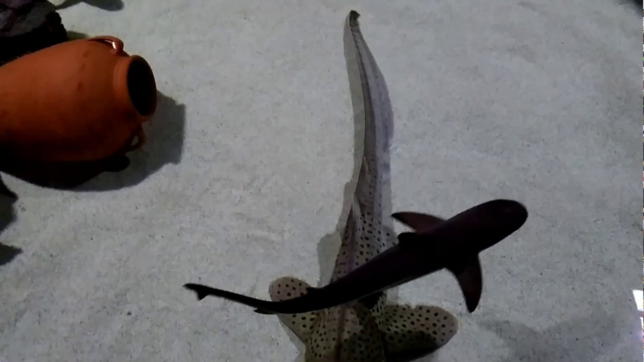 Emaar Aquarium Gezisi