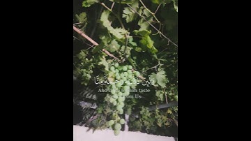 لايسئم الإنسان من دعاء الخير|القارئ ماهر المعيقلي 🤍🫀