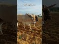 Enseñando A Los Toros Arar