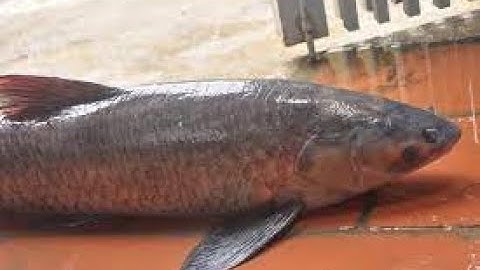 Nguyên nhân và cách khắc phục cá trắm bị đen thân, tróc vẩy, loét hậu môn, bắt lên thấy mùi tanh