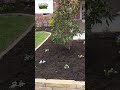 Benbrook Texas flowerbed mulching