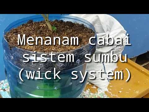 Tutorial Cara Mudah Menanam Cabai Pakai Nutrisi Hidroponik sistem sumbu (Wick System)