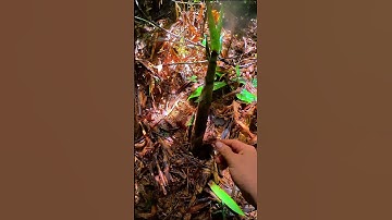 Rừng Mưa Nhiệt Đới, Măng Lồ Ô giữa mùa | Di Hướng Nội