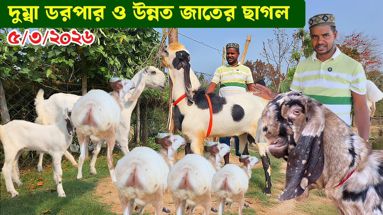 হান্নান ভাই এর খামারে দুম্বা ডরপার ও উন্নত জাতের ছাগল Goat Farming 