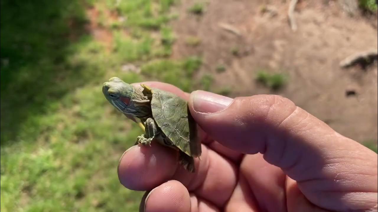 Red eared sliders. YouTube