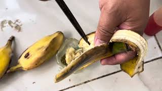 Membuat cucak cungko dan ijo  makan voer