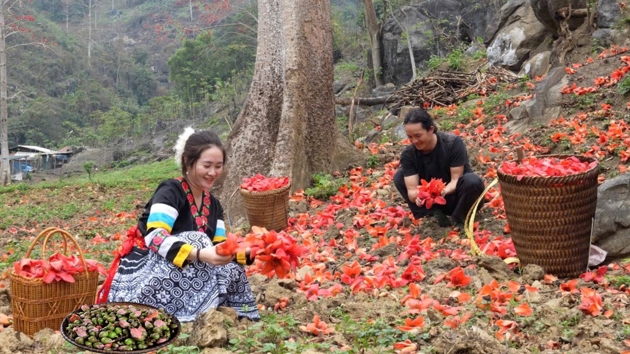 March harvest of bright red kapok flowers – A rare once-a-year bloom
