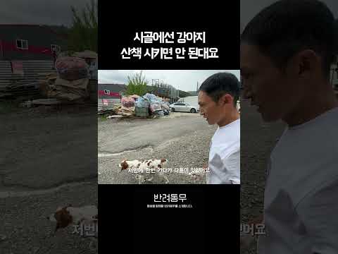 개 산책만 시켰는데 사과한 이유 thumbnail